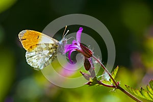 Anthocharis cardamines Orange tip male butterfly feeding on pink flower