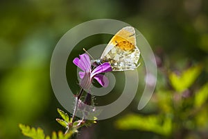 Anthocharis cardamines Orange tip male butterfly feeding on pink flower