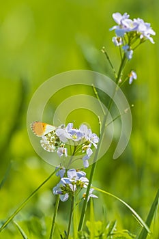 Anthocharis cardamines Orange tip male butterfly resting in sunlight