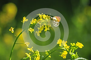 Anthocharis cardamines Orange tip male butterfly on yellow rapeseed flower