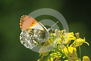 Anthocharis cardamines Orange tip male butterfly on yellow rapeseed flower