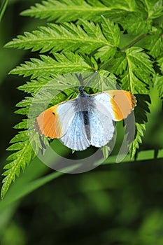 Anthocharis cardamines Orange tip male butterfly on yellow rapeseed flower