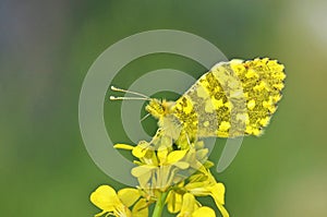 Anthocharis damone , The eastern orange tip butterfly