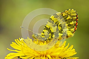 Anthocharis damone , The eastern orange tip butterfly