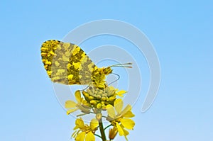 Anthocharis damone , The eastern orange tip butterfly in blue sky background