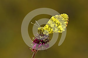 Anthocharis damone or The eastern orange tip butterfly , butterflies of Iran