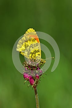 Anthocharis damone , The eastern orange tip butterfly on flower