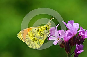 Anthocharis damone , The eastern orange tip butterfly on flower