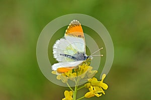 Anthocharis gruneri , Gruner`s orange tip butterfly
