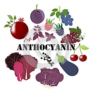 Anthocyanin nutrient rich organic food vector illustration