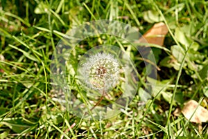 Anthodium of a dandelion