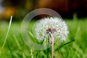 Anthodium of a dandelion