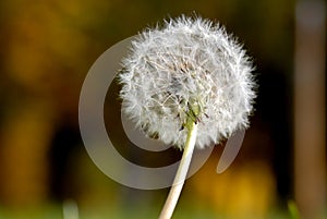 Anthodium of a dandelion