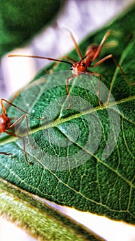 Anthology, ants on Leaves