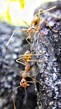Anthology of Ants