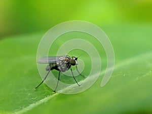 The Anthomyiidae are a large and diverse family of Muscoidea flies. Most look rather like small houseflies,in indian village