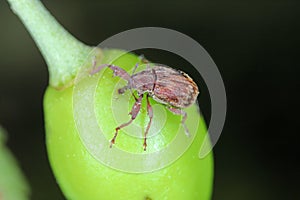 Anthonomus Furcipes rectirostris or cherry weevil, stone fruit weevil is a major pests of cherry trees. photo