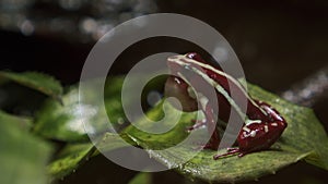 Anthony's poison arrow frog with vocal sac
