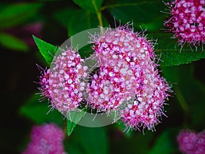 Anthony Waterer Spiraea