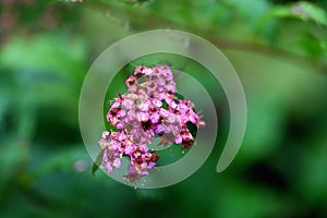 Anthony Waterer Spirea flowers in autumn