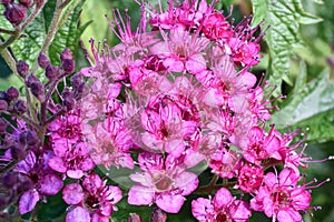 Anthony Waterer Spirea flowers in blooming photo