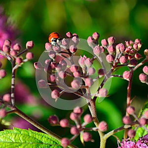 Closeup lady bug on buds of anthony waterer spirea bumalda pink flowering bush masthead text area square photo
