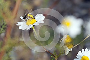 Anthophila bee carrying pollen in pollen basket