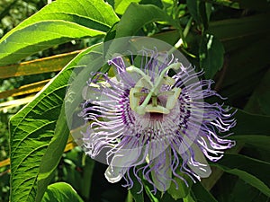 Anthophila (Bee) Sitting on Passiflora (Passion Flower) Plant Flower.