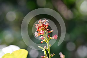 Anthophila found in the forest