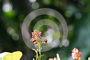 Anthophila found in the forest