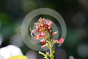 Anthophila found in the forest