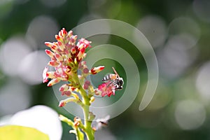 Anthophila found in the forest