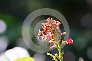 Anthophila found in the forest