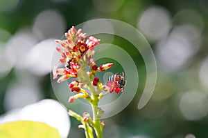 Anthophila found in the forest