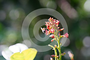 Anthophila found in the forest
