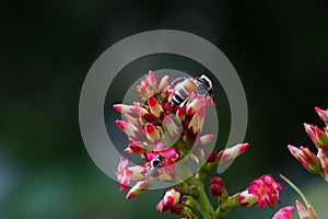 Anthophila found in the forest