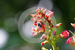 Anthophila found in the forest