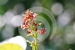 Anthophila found in the forest