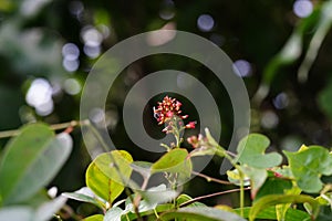 Anthophila found in the forest