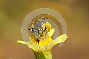 Anthophora bimaculata