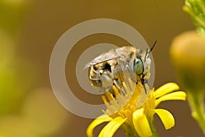 Anthophora bimaculata