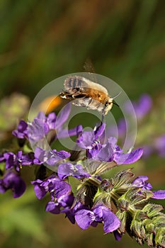 Anthophora plumipes