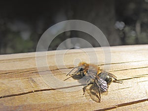 Anthophora plumipes bee