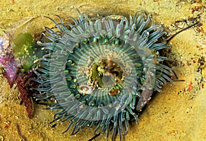 Anthopleura sola, starburst anemone, sunburst anemone photo