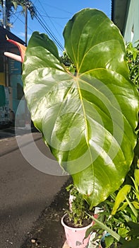 Anthorum Starbucks photo