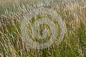 Anthoxanthum odoratum Poaceae family plant in spring at flowering time, selective focus