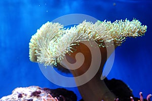 Anthozoa