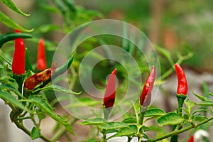 Anthracnose disease in chili Will result with biological pests and physiological disorders wilt disease caused
