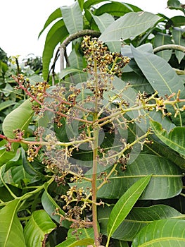 Anthracnose disease on magno flower