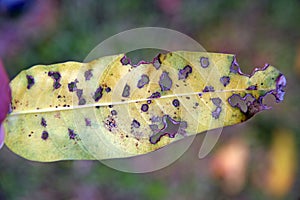 Anthracnose disease on mango leaf